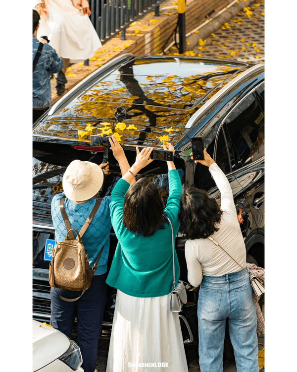 深圳南山黃花風鈴木開花🏵️延綿1公里超夢幻😍附最佳打卡機位教學