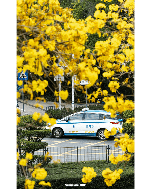 深圳南山黃花風鈴木開花🏵️延綿1公里超夢幻😍附最佳打卡機位教學