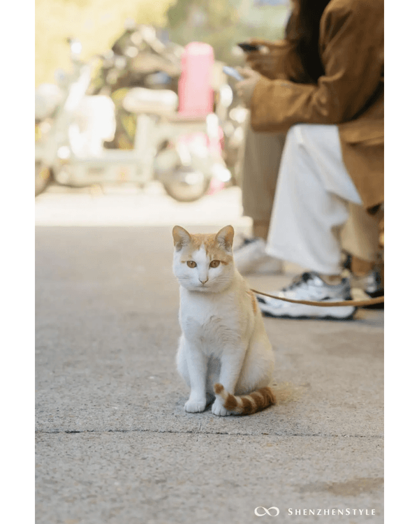 深圳蛇口5間必食特色Cafe☕海景木屋打卡一流🌊開心果巴斯克更不容錯過❗🍰