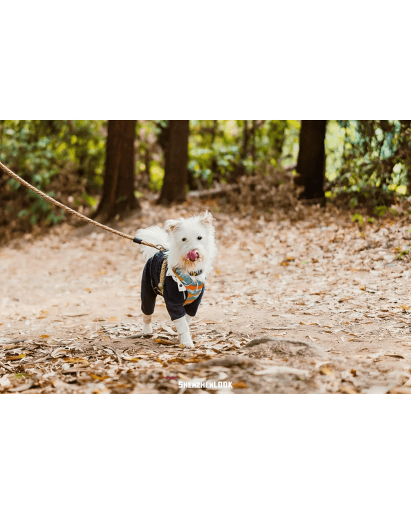 深圳羅湖首條寵物友善郊野徑🐶🌿2km全柔軟土路💚啱晒帶毛孩子北上行山放電🐕