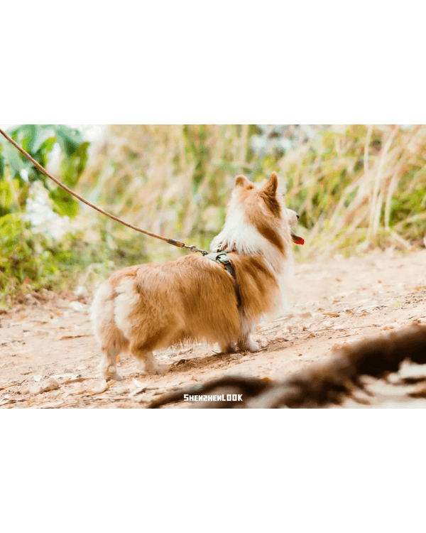 深圳羅湖首條寵物友善郊野徑🐶🌿2km全柔軟土路💚啱晒帶毛孩子北上行山放電🐕