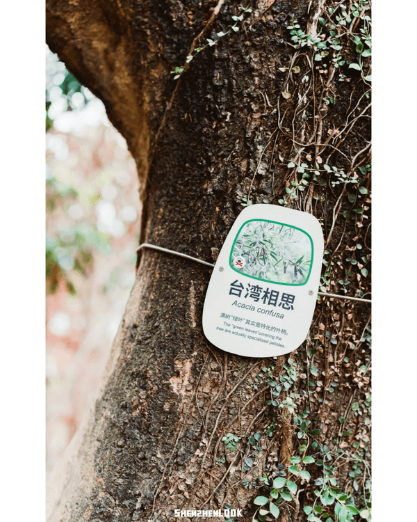 深圳羅湖首條寵物友善郊野徑🐶🌿2km全柔軟土路💚啱晒帶毛孩子北上行山放電🐕