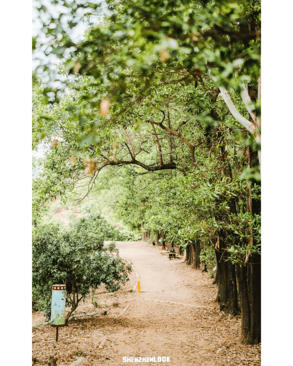 深圳羅湖首條寵物友善郊野徑🐶🌿2km全柔軟土路💚啱晒帶毛孩子北上行山放電🐕
