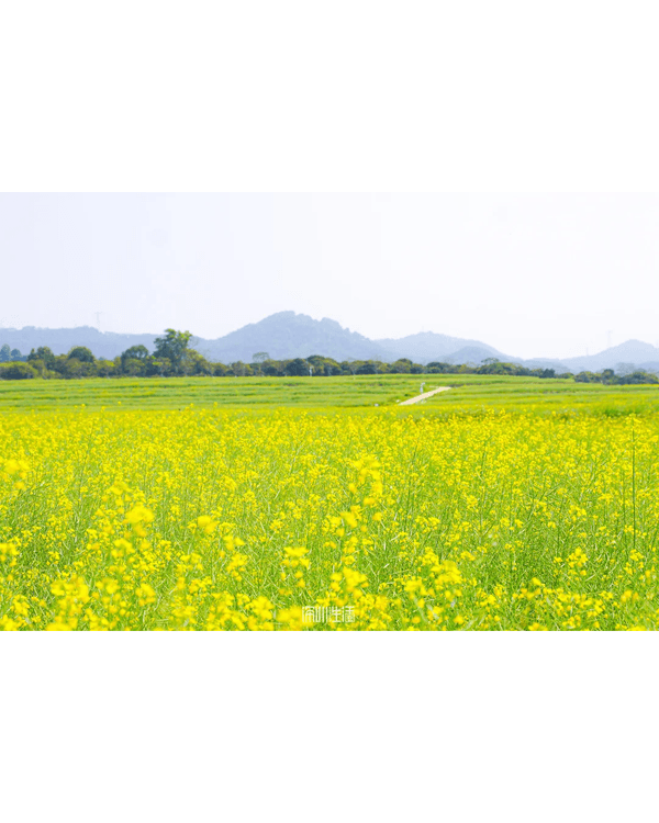 深圳光明千畝油菜花海盛開🏵️宮崎駿同款春日限定景色必打卡😍仲免費入場💛