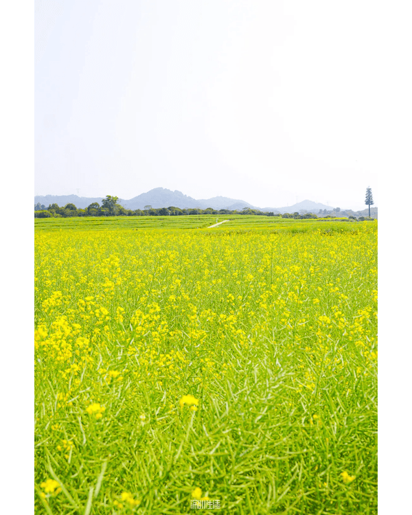 深圳光明千畝油菜花海盛開🏵️宮崎駿同款春日限定景色必打卡😍仲免費入場💛