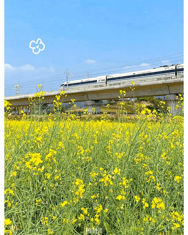 深圳光明千畝油菜花海盛開🏵️宮崎駿同款春日限定景色必打卡😍仲免費入場💛