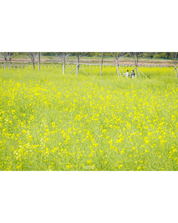 深圳光明千畝油菜花海盛開🏵️宮崎駿同款春日限定景色必打卡😍仲免費入場💛