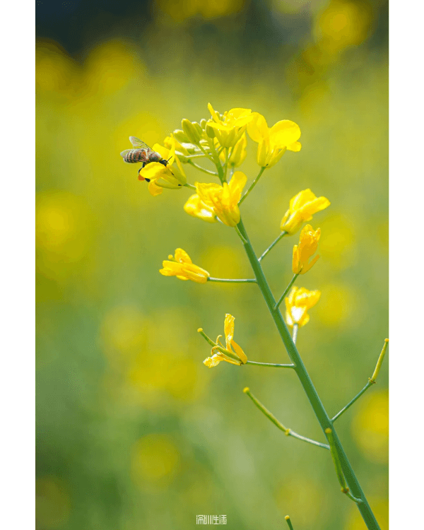 深圳光明千畝油菜花海盛開🏵️宮崎駿同款春日限定景色必打卡😍仲免費入場💛