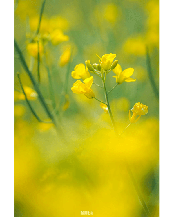 深圳光明千畝油菜花海盛開🏵️宮崎駿同款春日限定景色必打卡😍仲免費入場💛