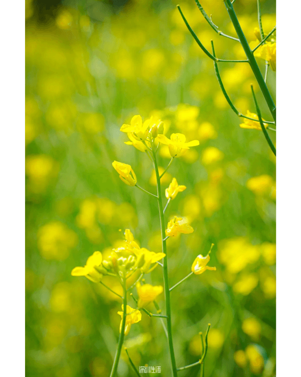 深圳光明千畝油菜花海盛開🏵️宮崎駿同款春日限定景色必打卡😍仲免費入場💛