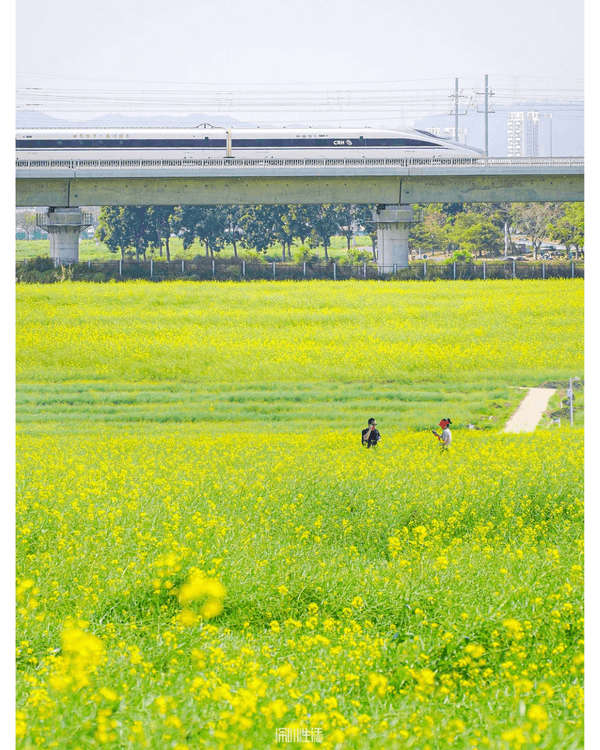 深圳光明千畝油菜花海盛開🏵️宮崎駿同款春日限定景色必打卡😍仲免費入場💛
