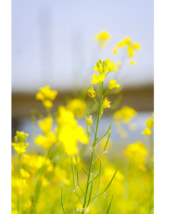深圳光明千畝油菜花海盛開🏵️宮崎駿同款春日限定景色必打卡😍仲免費入場💛