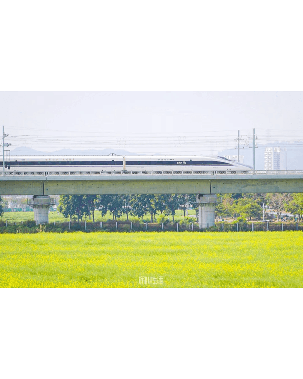 深圳光明千畝油菜花海盛開🏵️宮崎駿同款春日限定景色必打卡😍仲免費入場💛