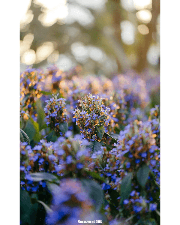 深圳10大絕美春季賞花攻略🌸人民公園月季展、簕杜鵑花海必打卡✨附地點花期資訊