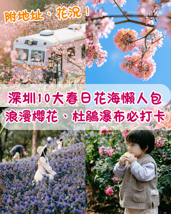 深圳10大絕美春季賞花攻略🌸人民公園月季展、簕杜鵑花海必打卡✨附地點花期資訊