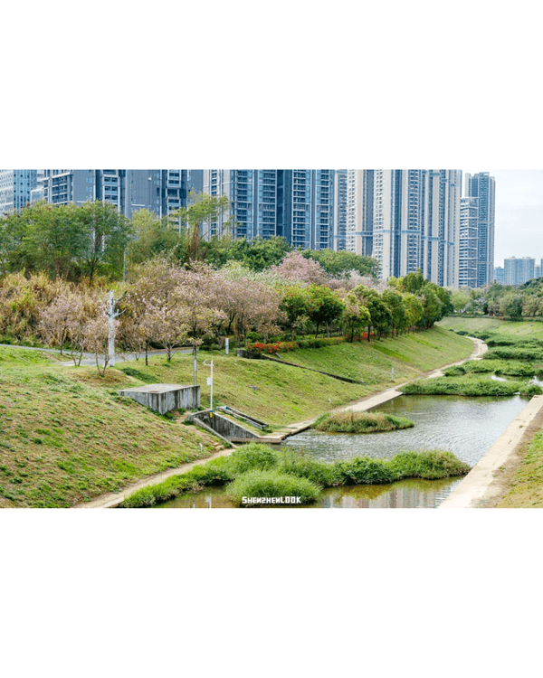 深圳10大絕美春季賞花攻略🌸人民公園月季展、簕杜鵑花海必打卡✨附地點花期資訊