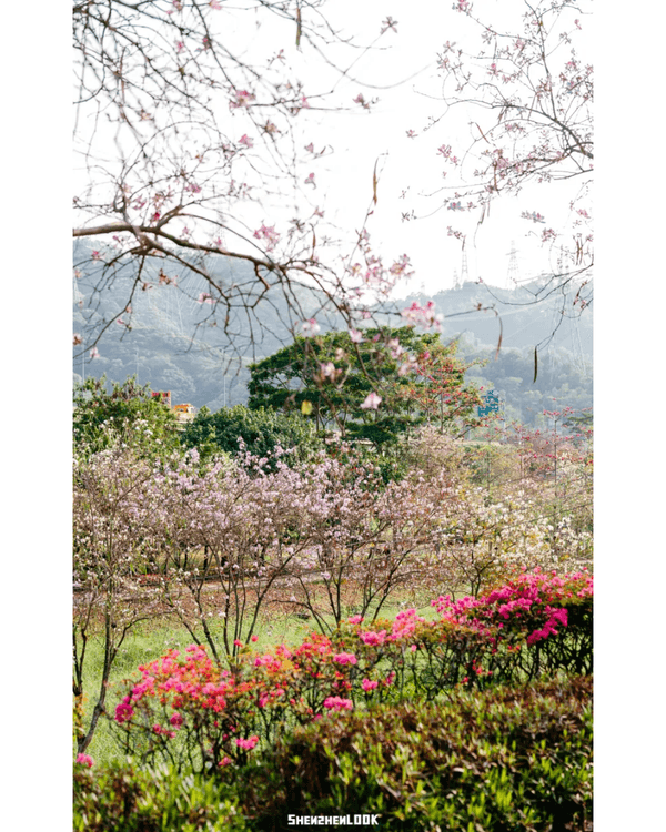 深圳10大絕美春季賞花攻略🌸人民公園月季展、簕杜鵑花海必打卡✨附地點花期資訊
