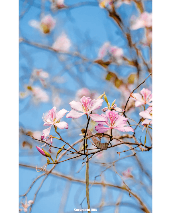 深圳10大絕美春季賞花攻略🌸人民公園月季展、簕杜鵑花海必打卡✨附地點花期資訊