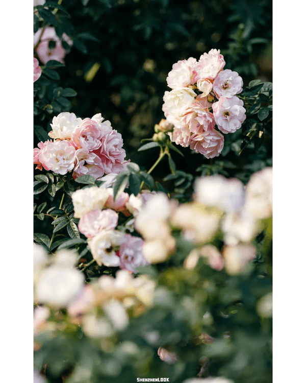 深圳10大絕美春季賞花攻略🌸人民公園月季展、簕杜鵑花海必打卡✨附地點花期資訊