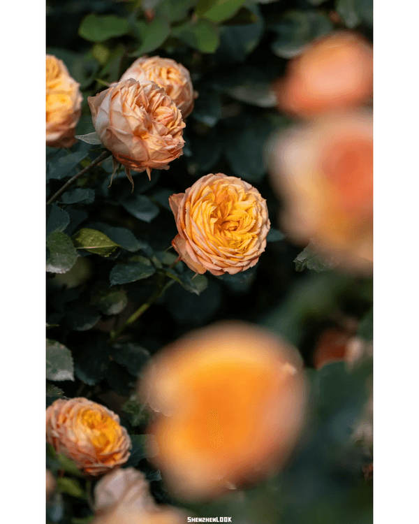 深圳10大絕美春季賞花攻略🌸人民公園月季展、簕杜鵑花海必打卡✨附地點花期資訊