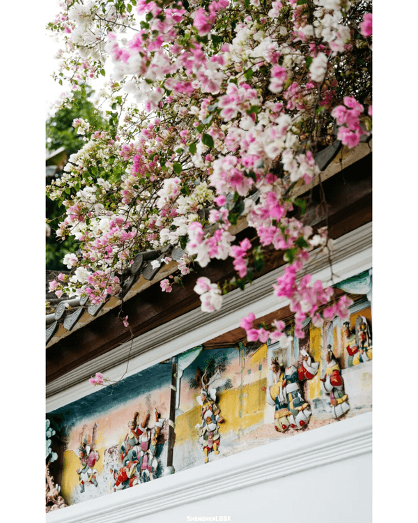 深圳10大絕美春季賞花攻略🌸人民公園月季展、簕杜鵑花海必打卡✨附地點花期資訊