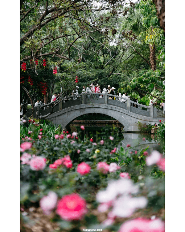 深圳10大絕美春季賞花攻略🌸人民公園月季展、簕杜鵑花海必打卡✨附地點花期資訊