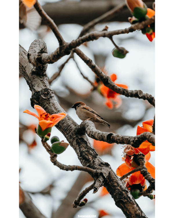 深圳10大絕美春季賞花攻略🌸人民公園月季展、簕杜鵑花海必打卡✨附地點花期資訊