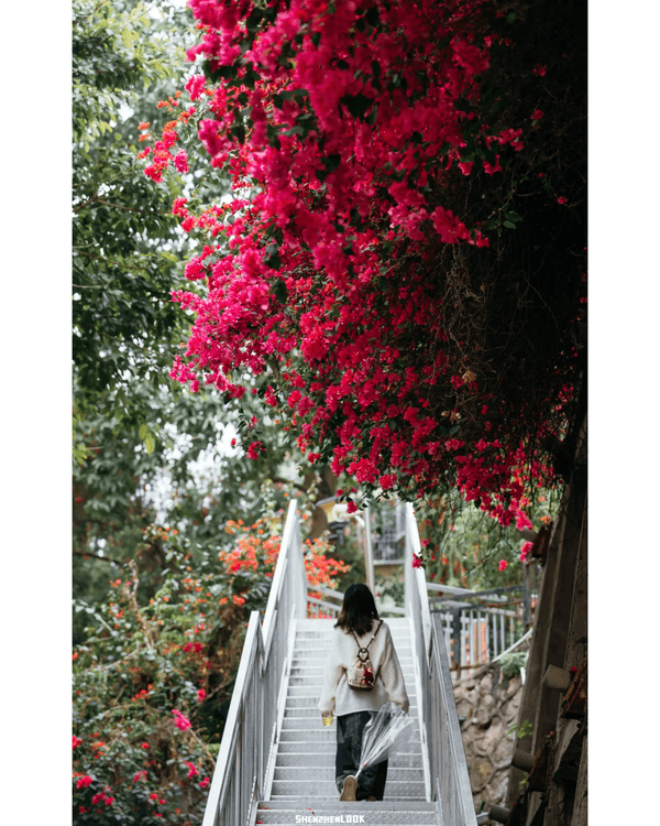 深圳10大絕美春季賞花攻略🌸人民公園月季展、簕杜鵑花海必打卡✨附地點花期資訊