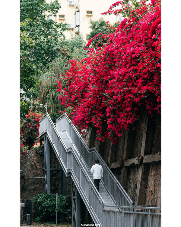 深圳10大絕美春季賞花攻略🌸人民公園月季展、簕杜鵑花海必打卡✨附地點花期資訊