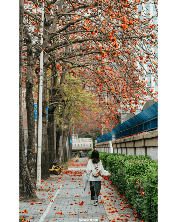 深圳10大絕美春季賞花攻略🌸人民公園月季展、簕杜鵑花海必打卡✨附地點花期資訊