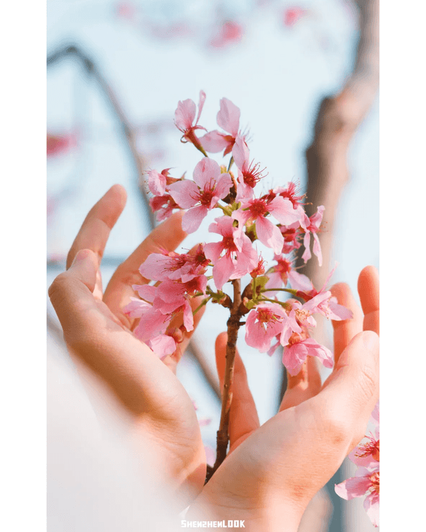 深圳10大絕美春季賞花攻略🌸人民公園月季展、簕杜鵑花海必打卡✨附地點花期資訊
