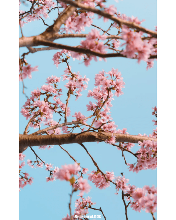 深圳10大絕美春季賞花攻略🌸人民公園月季展、簕杜鵑花海必打卡✨附地點花期資訊