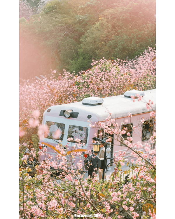 深圳10大絕美春季賞花攻略🌸人民公園月季展、簕杜鵑花海必打卡✨附地點花期資訊