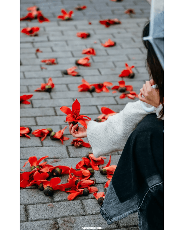 深圳10大絕美春季賞花攻略🌸人民公園月季展、簕杜鵑花海必打卡✨附地點花期資訊