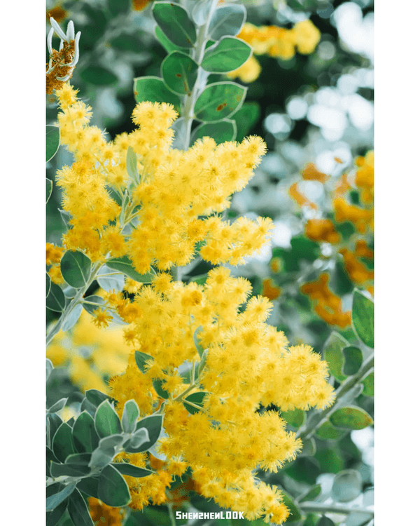 深圳10大絕美春季賞花攻略🌸人民公園月季展、簕杜鵑花海必打卡✨附地點花期資訊