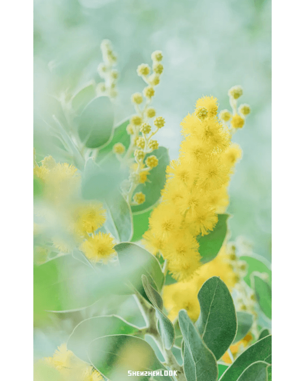 深圳10大絕美春季賞花攻略🌸人民公園月季展、簕杜鵑花海必打卡✨附地點花期資訊