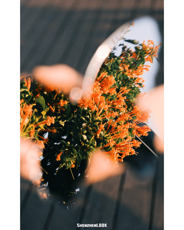 深圳10大絕美春季賞花攻略🌸人民公園月季展、簕杜鵑花海必打卡✨附地點花期資訊