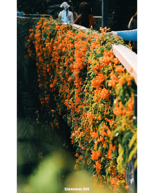 深圳10大絕美春季賞花攻略🌸人民公園月季展、簕杜鵑花海必打卡✨附地點花期資訊