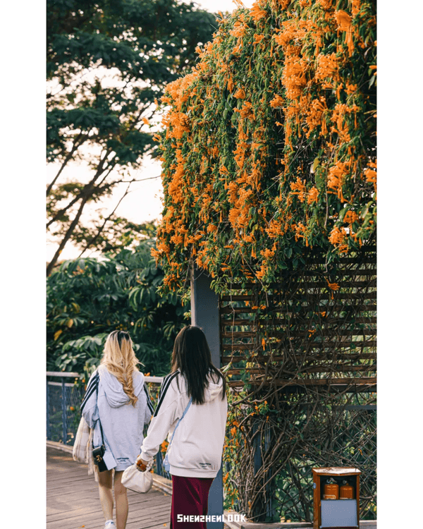 深圳10大絕美春季賞花攻略🌸人民公園月季展、簕杜鵑花海必打卡✨附地點花期資訊