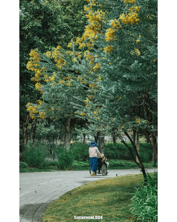 深圳10大絕美春季賞花攻略🌸人民公園月季展、簕杜鵑花海必打卡✨附地點花期資訊