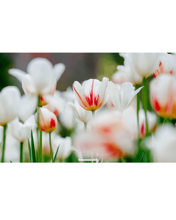 深圳10大絕美春季賞花攻略🌸人民公園月季展、簕杜鵑花海必打卡✨附地點花期資訊