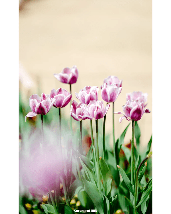 深圳10大絕美春季賞花攻略🌸人民公園月季展、簕杜鵑花海必打卡✨附地點花期資訊