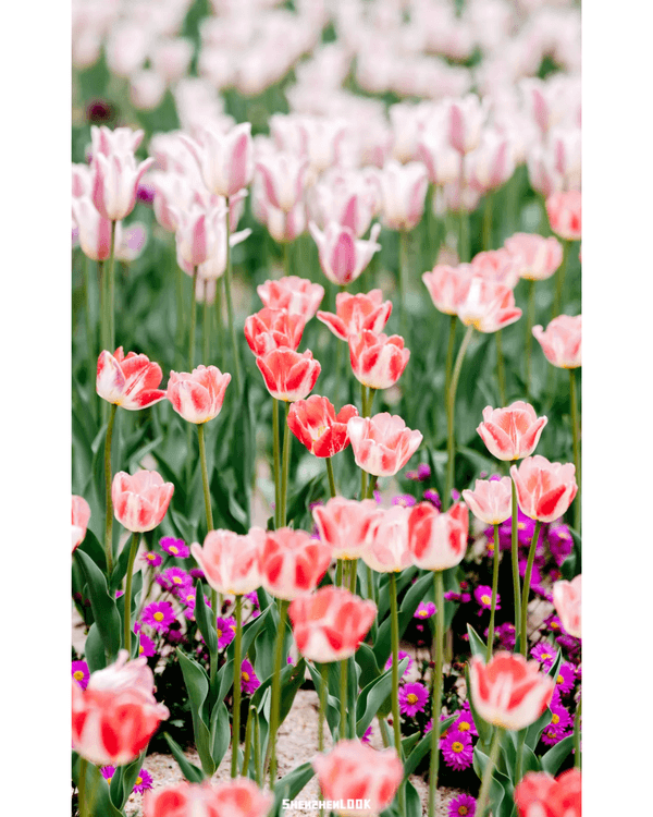 深圳10大絕美春季賞花攻略🌸人民公園月季展、簕杜鵑花海必打卡✨附地點花期資訊