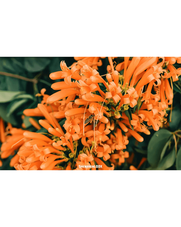 深圳10大絕美春季賞花攻略🌸人民公園月季展、簕杜鵑花海必打卡✨附地點花期資訊