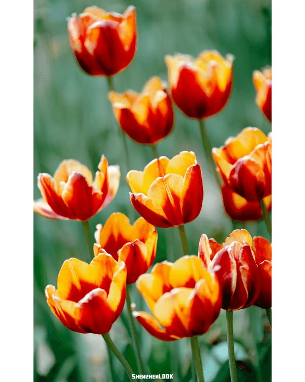 深圳10大絕美春季賞花攻略🌸人民公園月季展、簕杜鵑花海必打卡✨附地點花期資訊