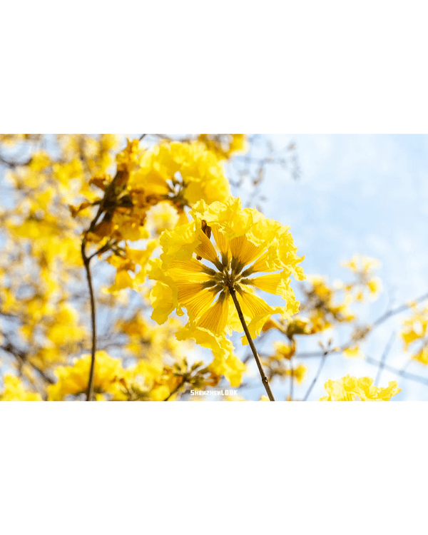 深圳10大絕美春季賞花攻略🌸人民公園月季展、簕杜鵑花海必打卡✨附地點花期資訊