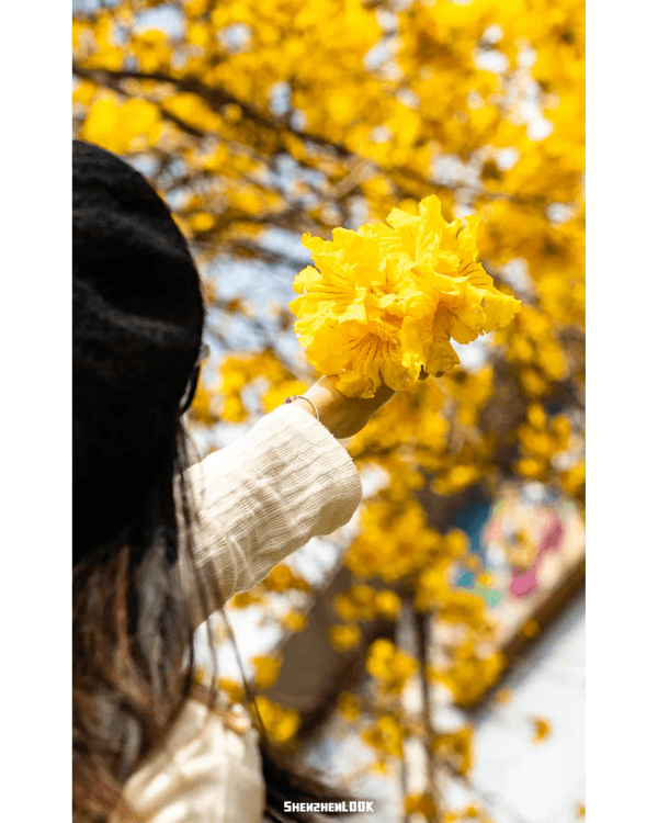 深圳10大絕美春季賞花攻略🌸人民公園月季展、簕杜鵑花海必打卡✨附地點花期資訊