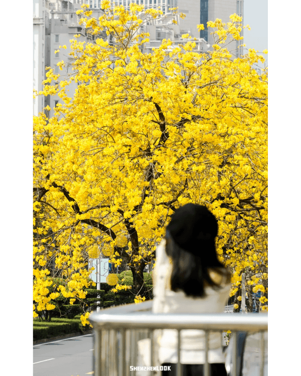 深圳10大絕美春季賞花攻略🌸人民公園月季展、簕杜鵑花海必打卡✨附地點花期資訊