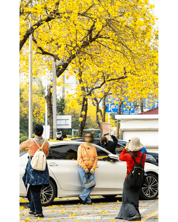 深圳10大絕美春季賞花攻略🌸人民公園月季展、簕杜鵑花海必打卡✨附地點花期資訊