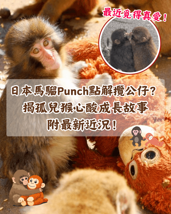 日本馬騮Punch攬實公仔爆紅🐒❗️返猴群被排擠畫面勁心酸🥺揭孤兒猴成長故事+近況